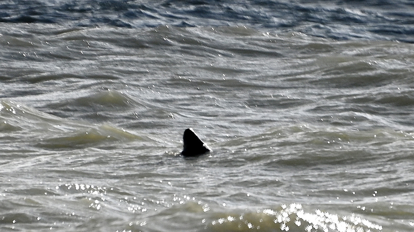 Don.t open the mail box before checking for skirt sharks