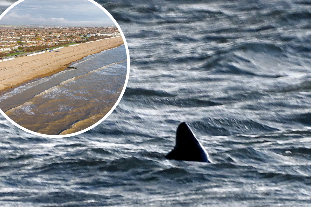 Don.t open the mail box before checking for skirt sharks