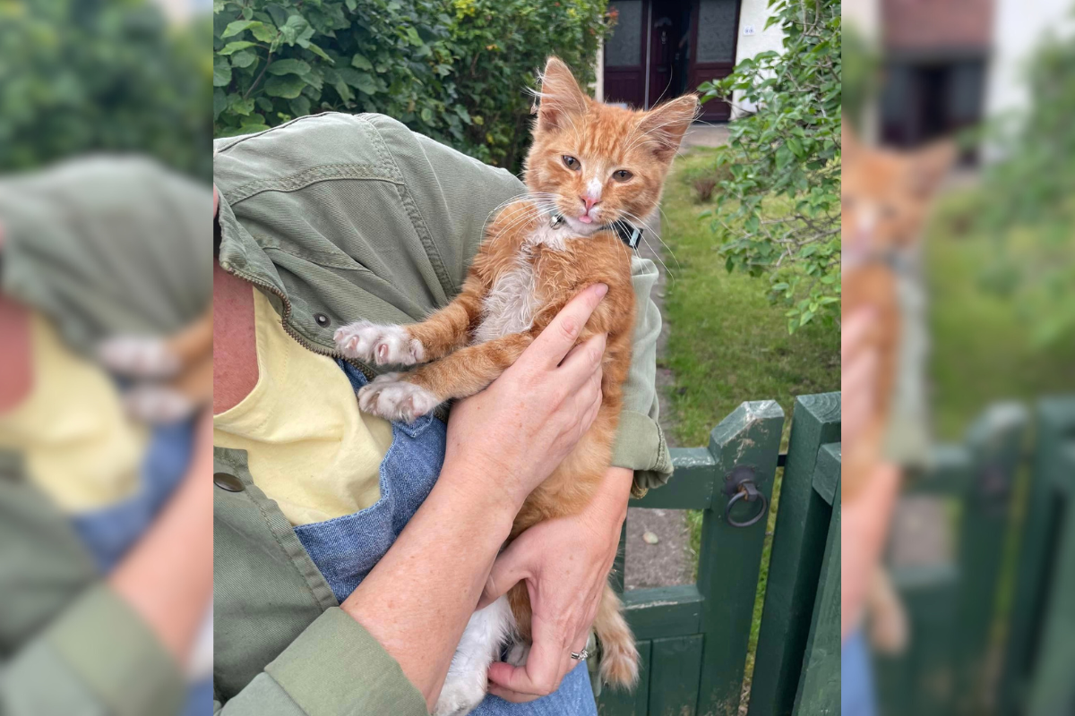 Newport kitten found trapped under ramp and covered in fleas