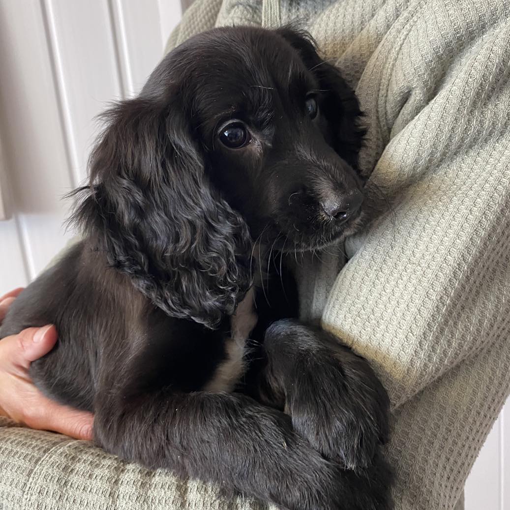 11-week-old puppy with six legs found abandoned in Welsh town centre